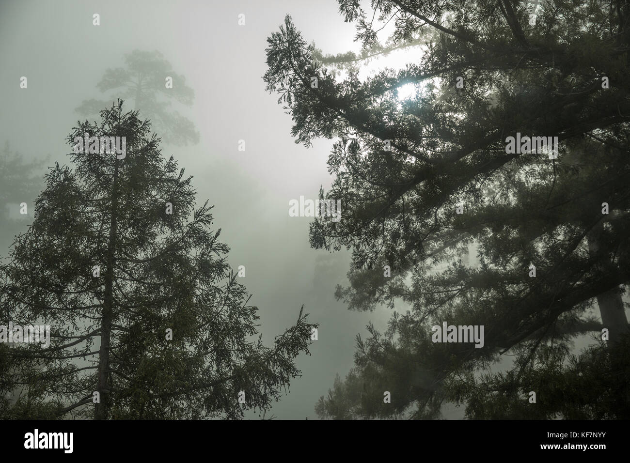 USA, California, Big Sur, Esalen, Large trees in the coastal fog Stock Photo