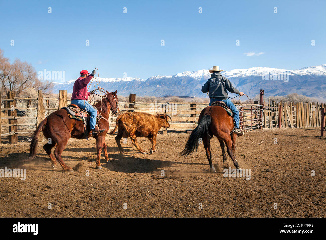 USA, California, Mammoth, a few cowboys lasso and wrangle cattle on Tatum  Ranch in Bishop Stock Photo - Alamy