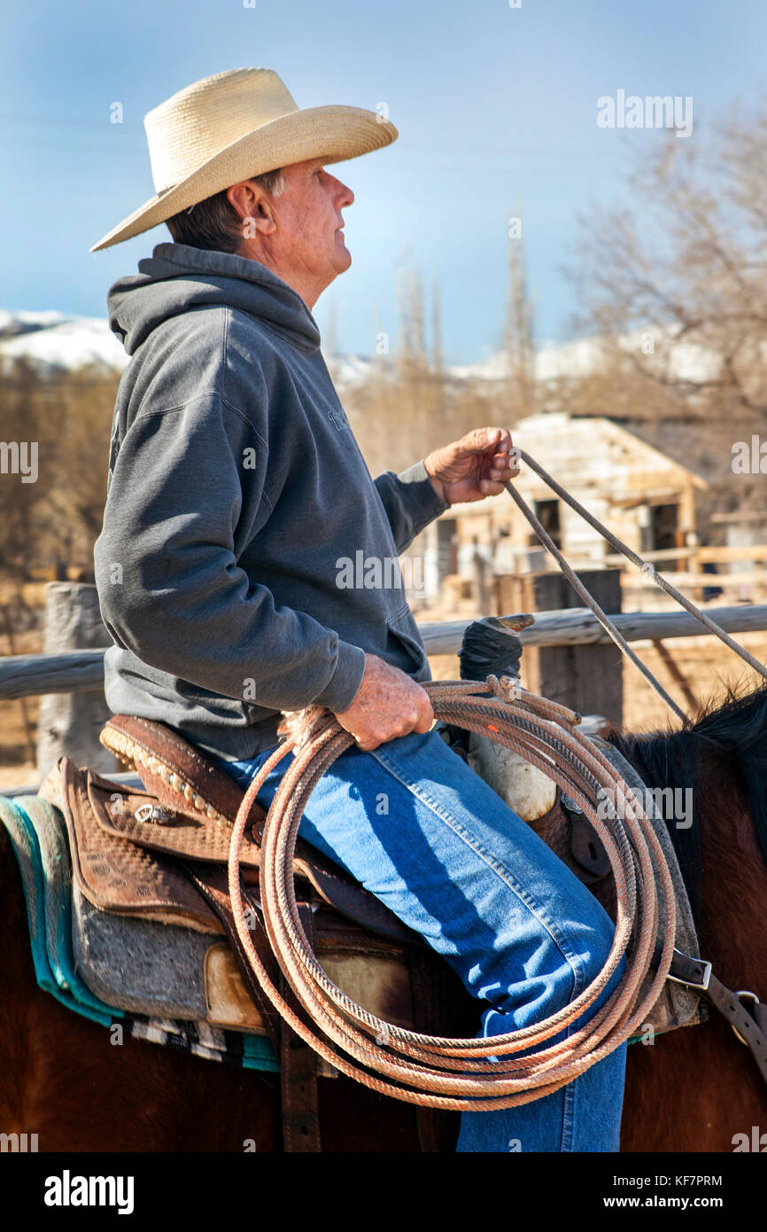 USA, California, Mammoth, cowboy with lasso in hand, prepares to wrangle  cattle Stock Photo - Alamy