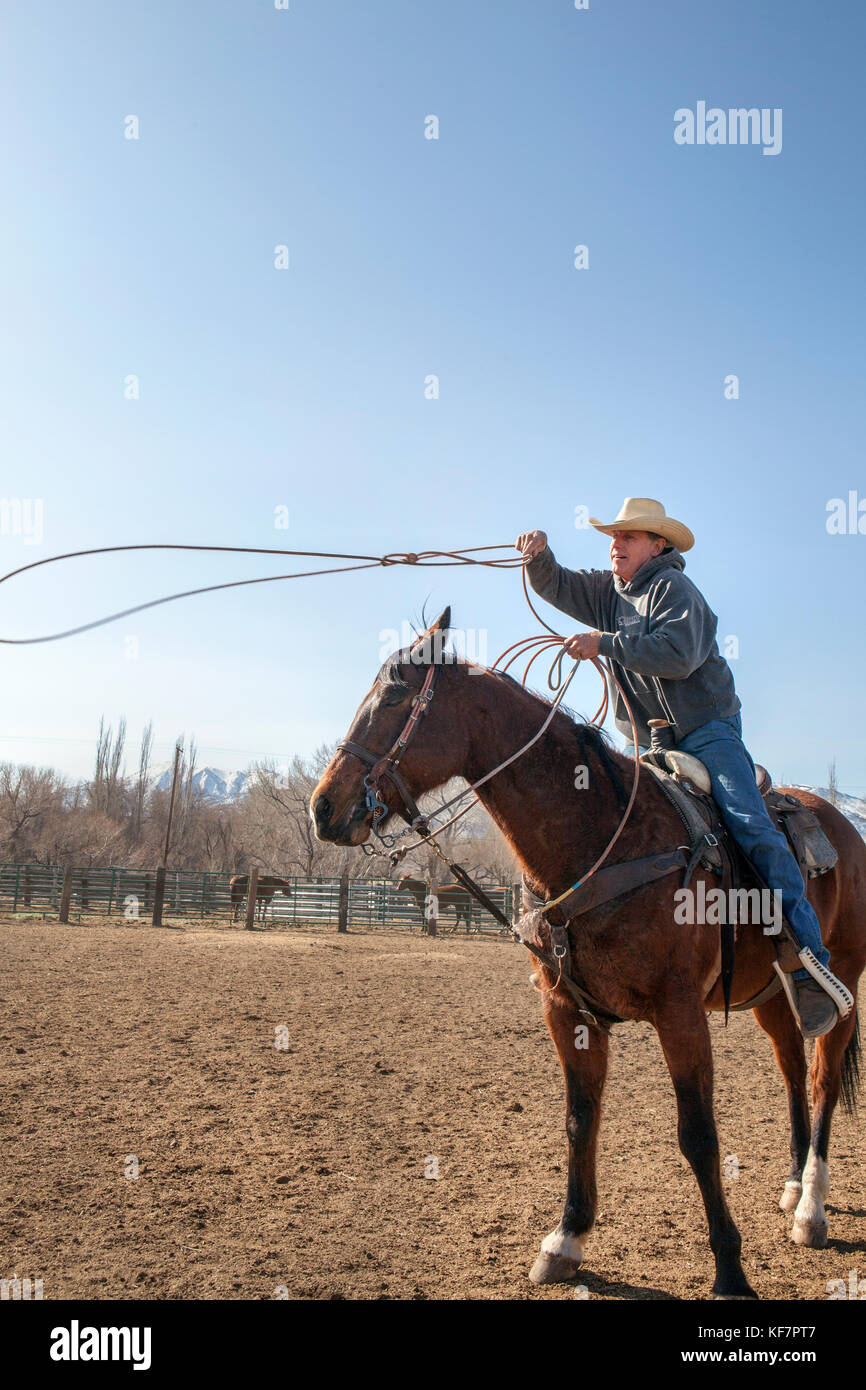 USA, California, Mammoth, USA, California, Mammoth, cowboy with lasso in  hand, prepares to wrangle cattle Stock Photo - Alamy