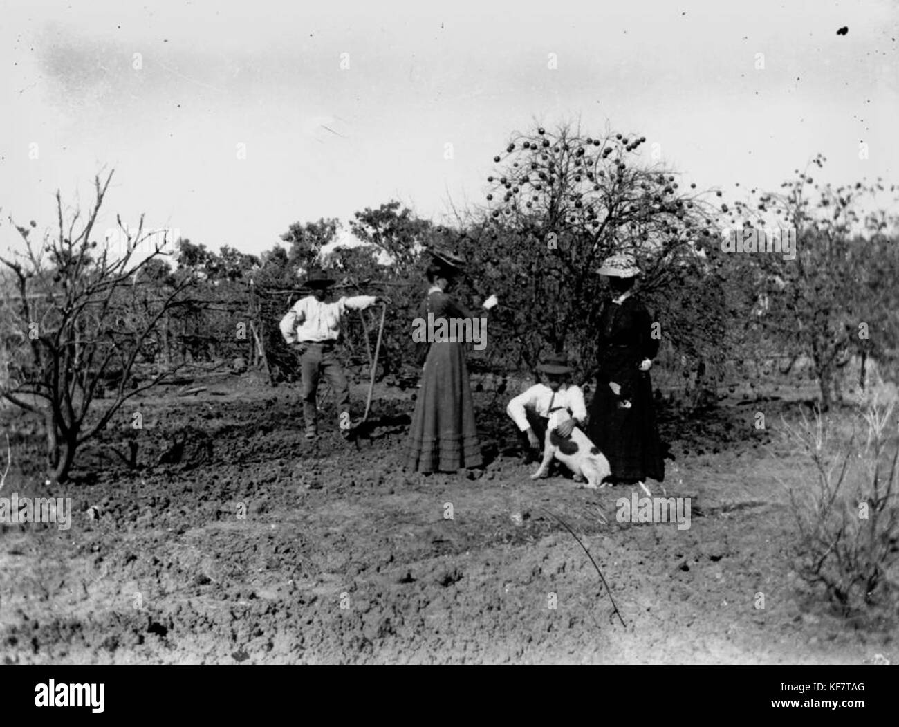 1 106604 Picking fruit in Adavale area, ca. 1915 Stock Photo