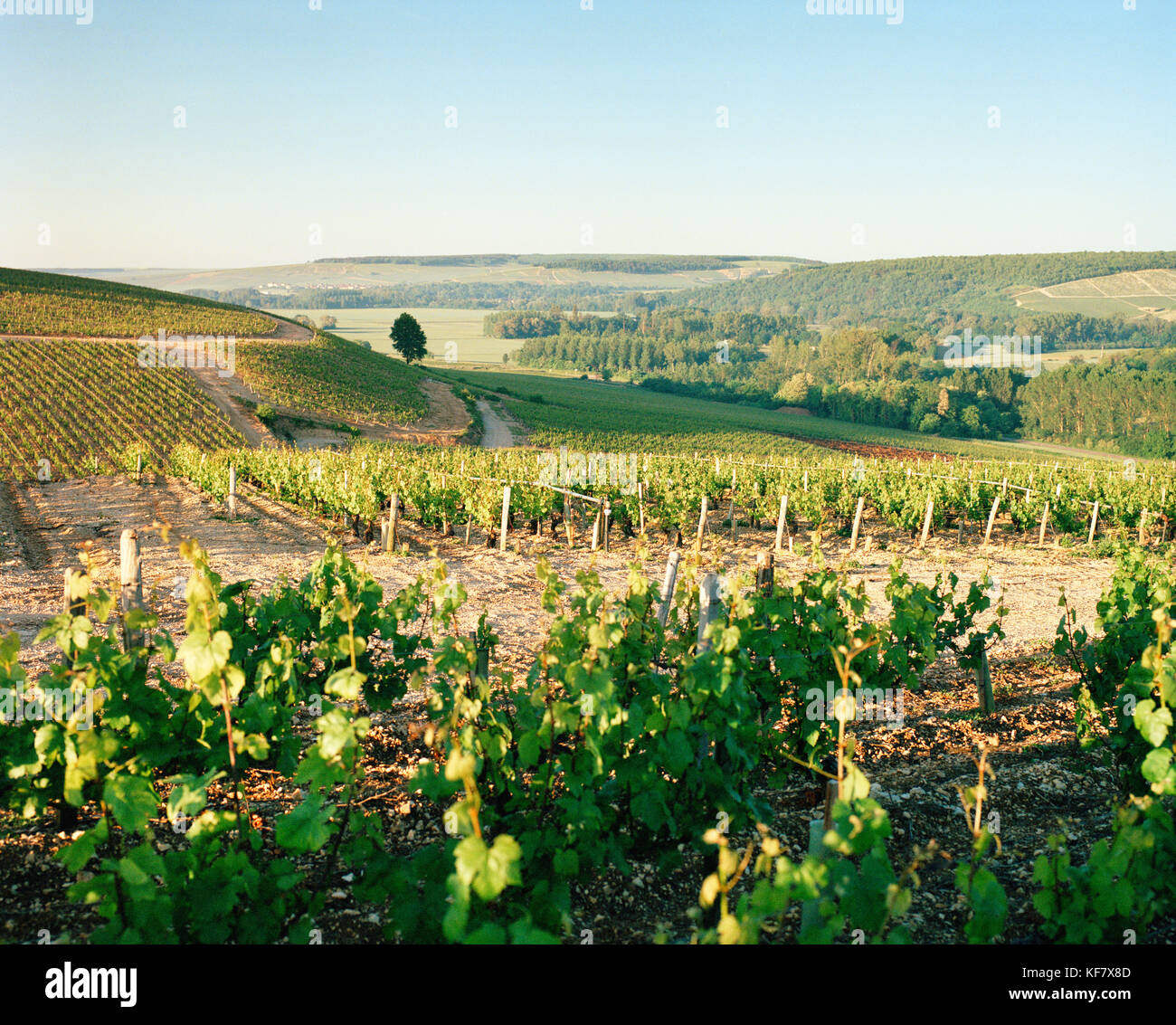 FRANCE, Chablis, Burgundy, vineyard against clear blue sky, Domaine Seguinot white wine vineyard in Chablis Stock Photo