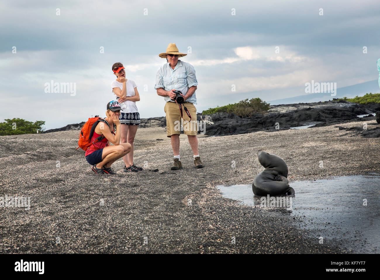 GALAPAGOS ISLANDS, ECUADOR, individuals taking pictures and observing the Galapagos Sea Lions on Fernandina Island Stock Photo