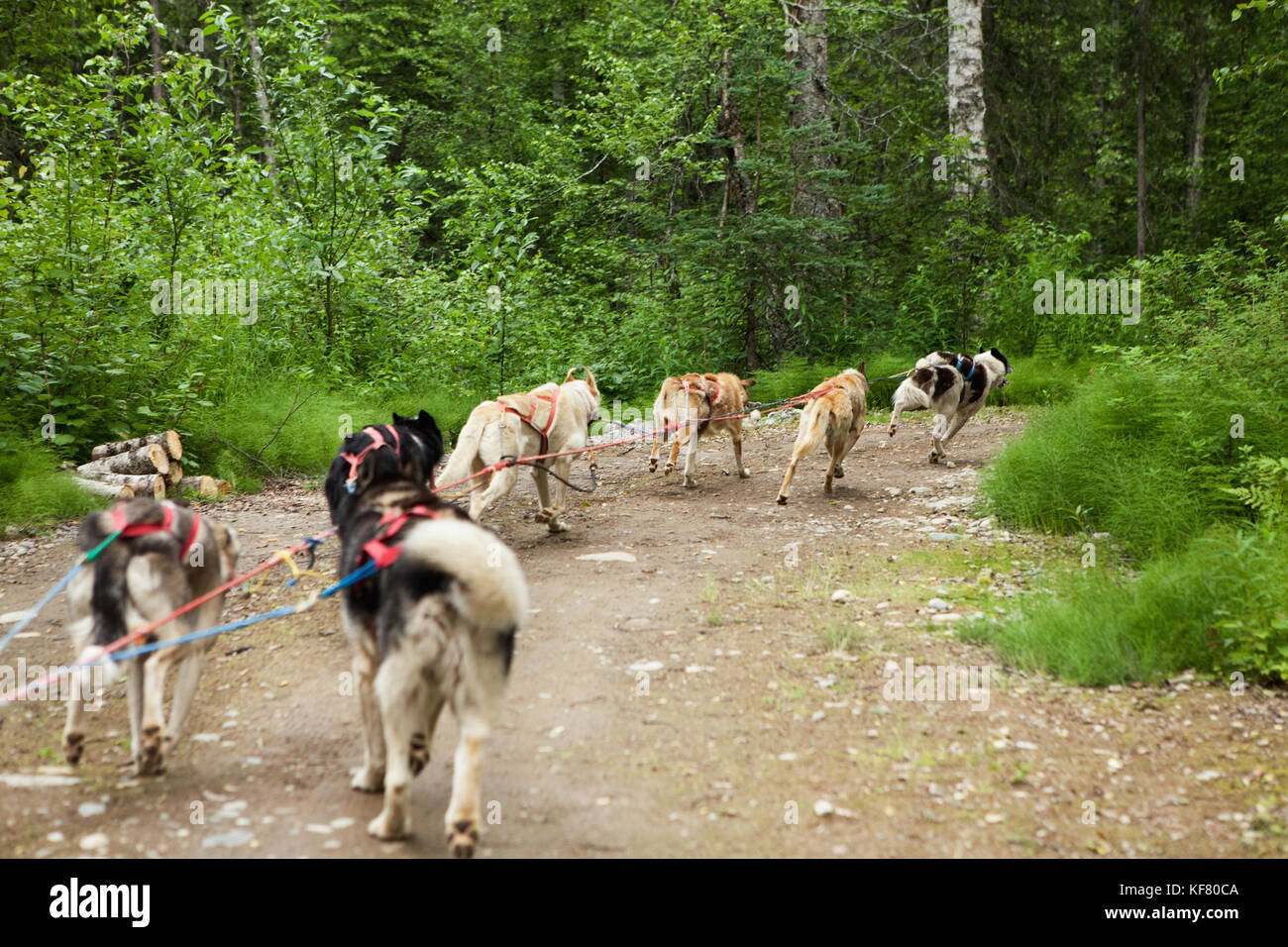 USA, Alaska, Talkeetna, Iditarod musher Randy Cummins takes his slead
