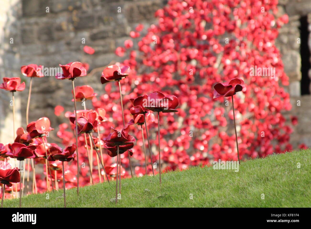 Weep window installation at Caerarfon castle Wales, display ceramic poppies war memorial Stock Photo