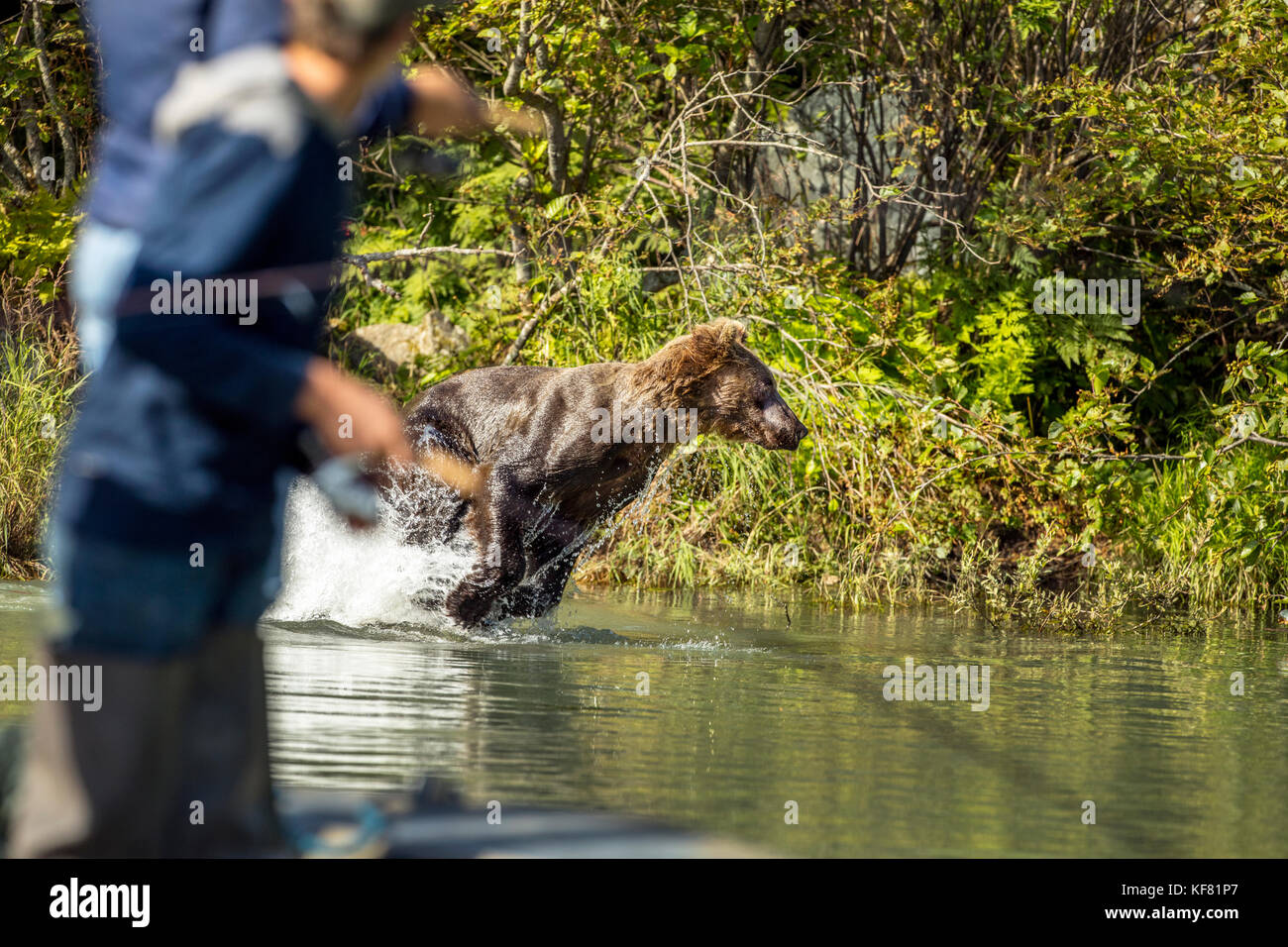 USA, Alaska, Redoubt Bay, Big River Lake, a brown grizzly bear catching fish in the waters near Wolverine Cove Stock Photo