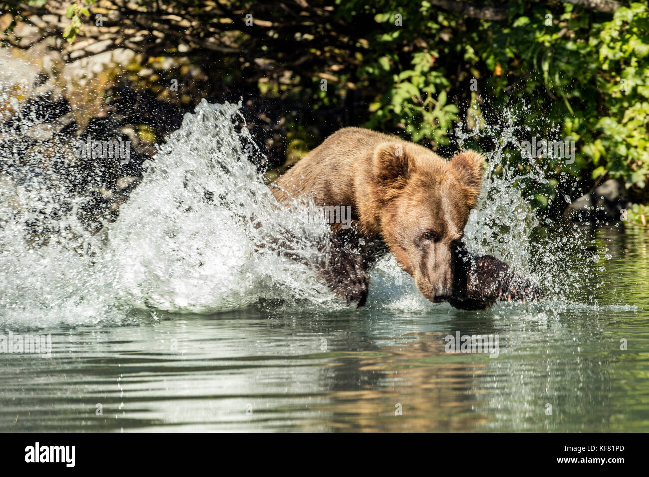 USA, Alaska, Redoubt Bay, Big River Lake, a brown grizzly bear catching fish in the waters near Wolverine Cove Stock Photo