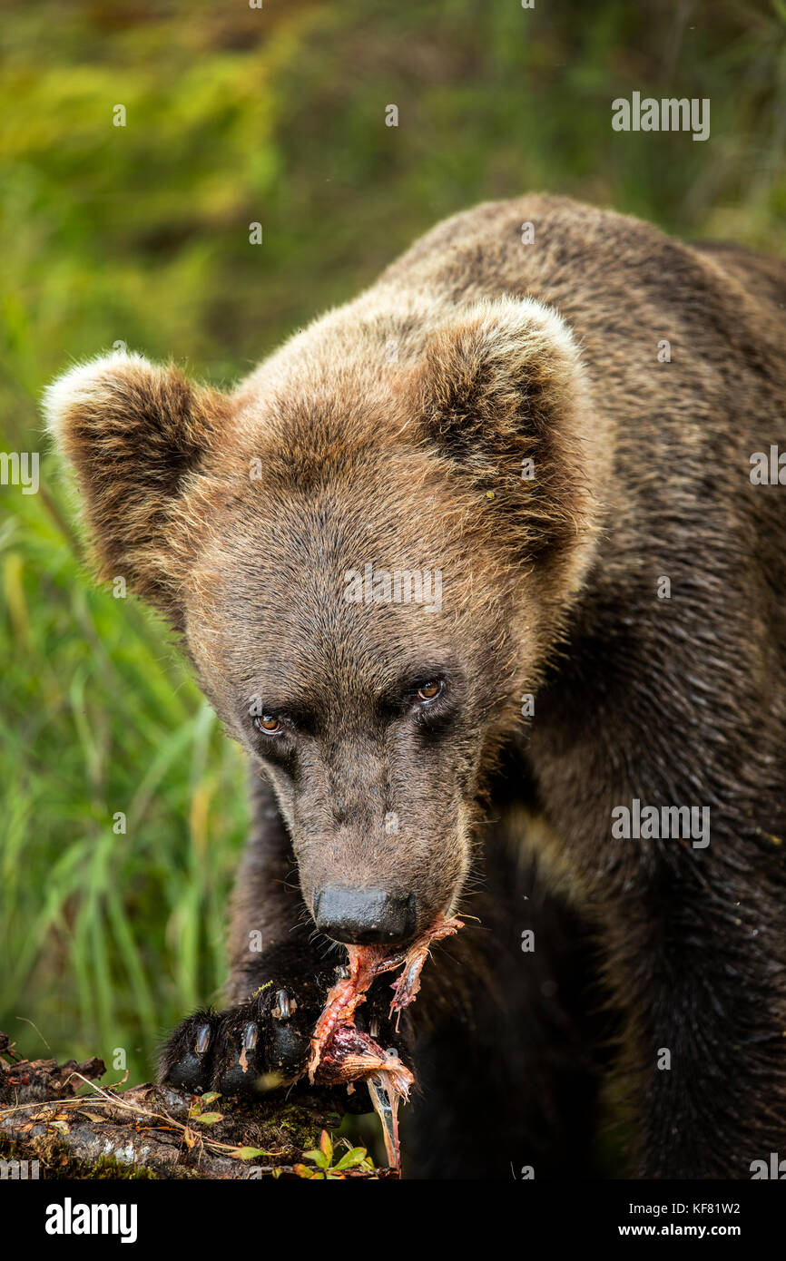USA, Alaska, Redoubt Bay, Big River Lake, a brown grizzly bear hunting and eating Salmon in Wolverine Cove Stock Photo