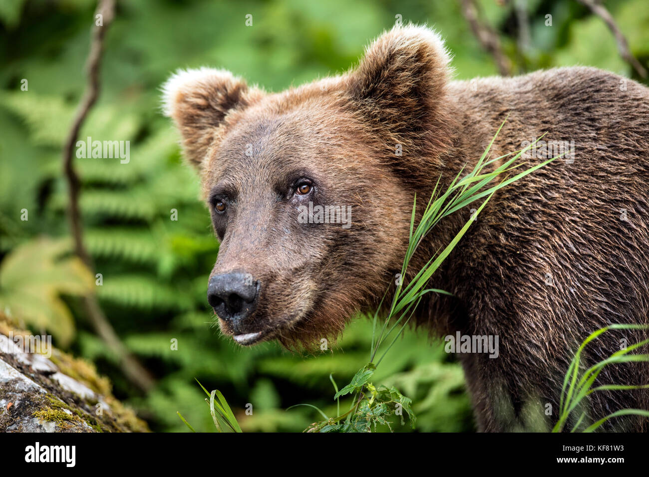 USA, Alaska, Redoubt Bay, Big River Lake, a brown grizzly bear hunting and eating in Wolverine Cove Stock Photo