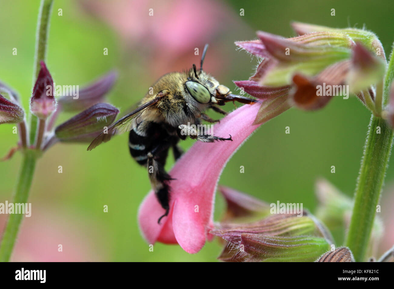 Blue banded bee (Amegilla cingulata) feeding on pink salvia flower Stock Photo