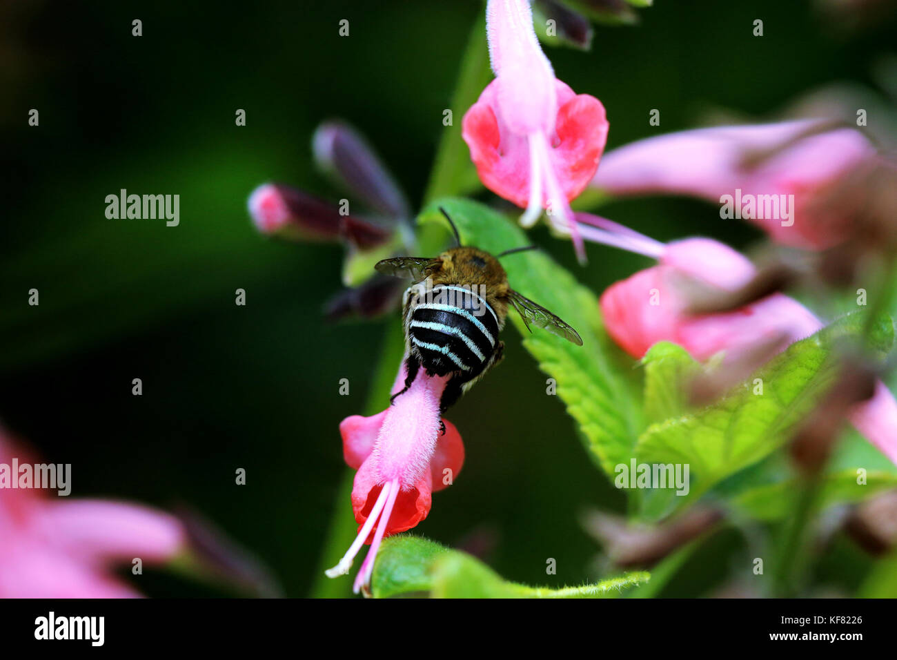 Blue banded bee (Amegilla cingulata) feeding on pink salvia flower Stock Photo