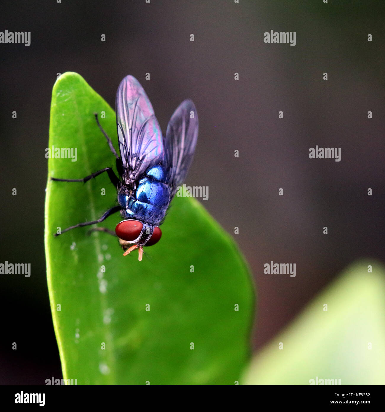 Blue bottle fly on a leaf Stock Photo