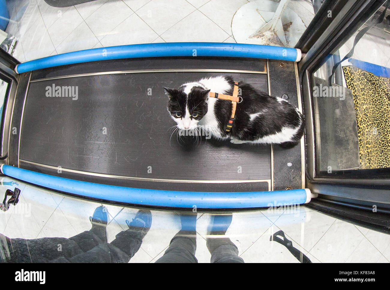 Veterinarian orthopedic rehabilitation Stock Photo Alamy