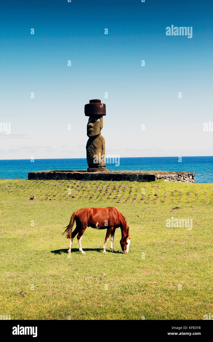 EASTER ISLAND, CHILE, Isla de Pascua, Rapa Nui, horses graze in front of the Ahu Ko Te statue, with restored eyes, which is located on the Tahai Cerem Stock Photo