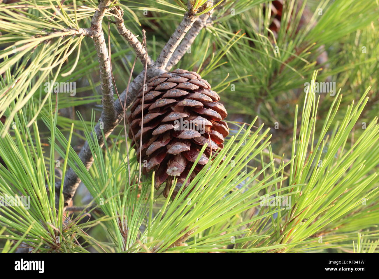 Coniferous trees in forest / Needles close-up Stock Photo - Alamy