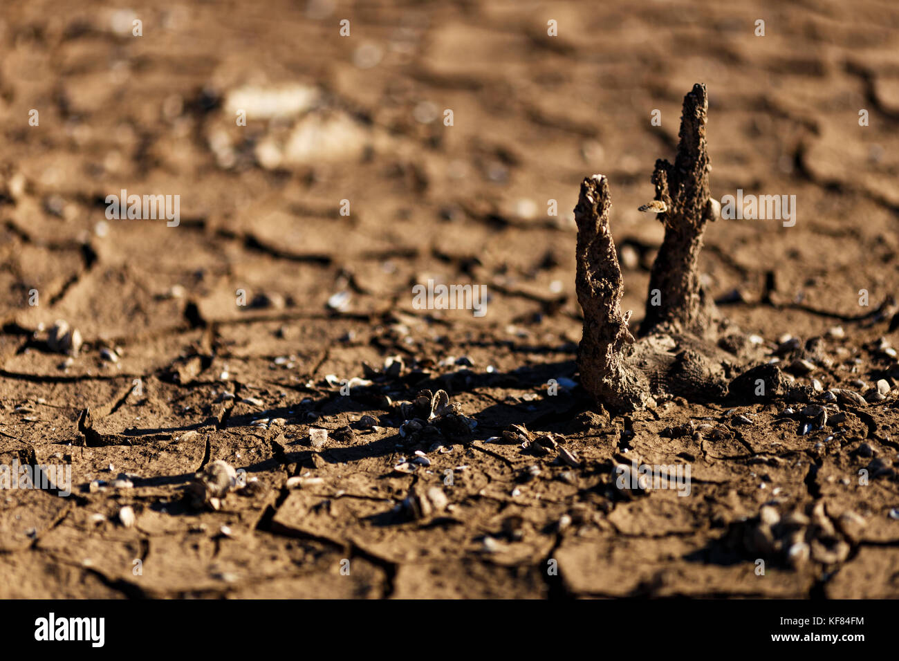 Cracks in drought affected earth Stock Photo Alamy