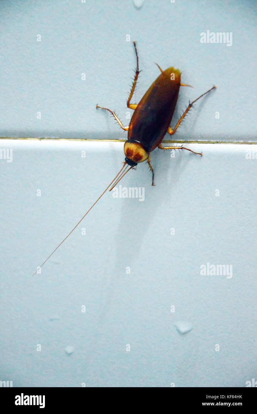cockroach climbing on blue tile bathroom wall Stock Photo Alamy