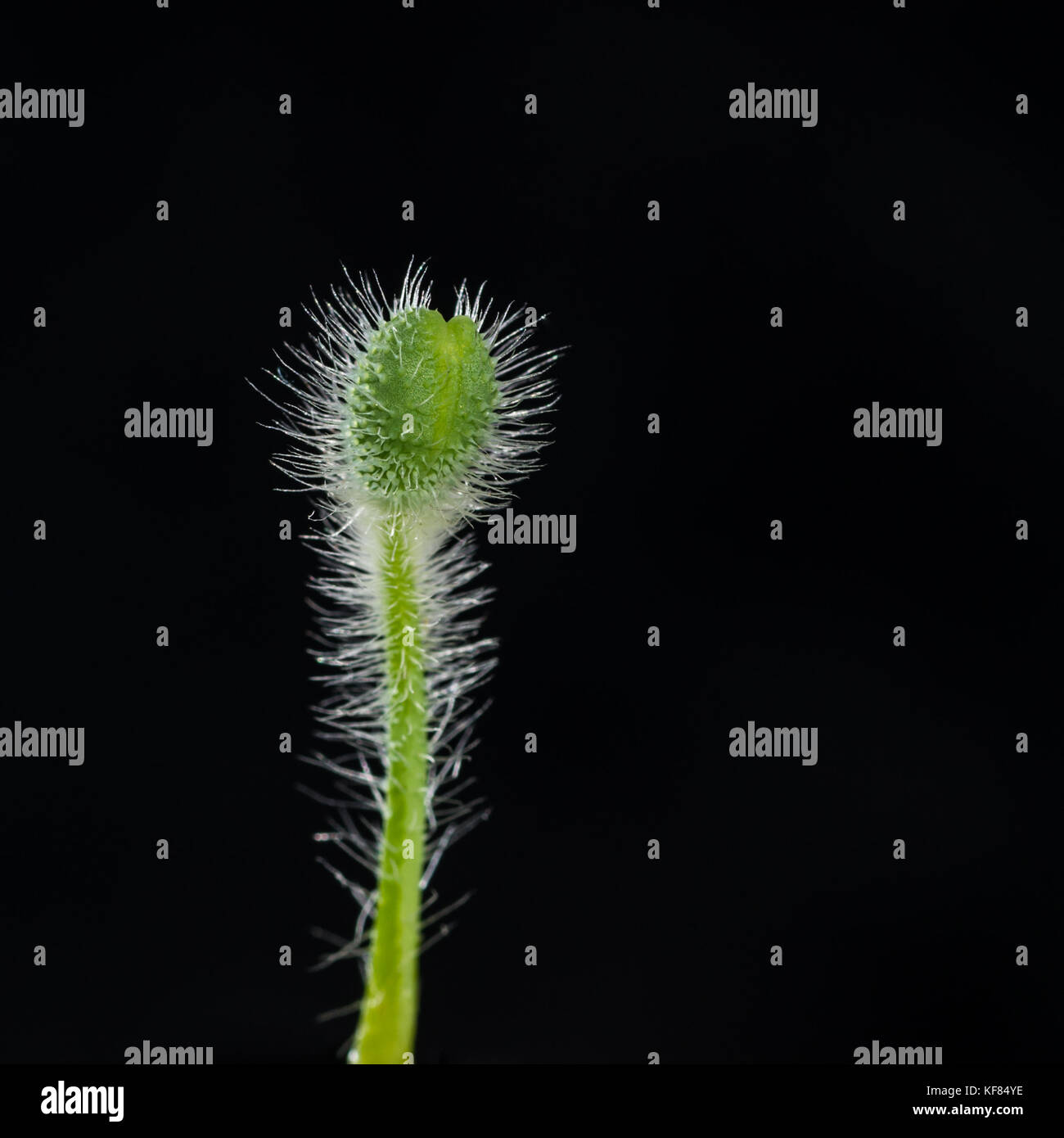 A macro shot of a backlit poppy flower bud, shot against a black background. Stock Photo