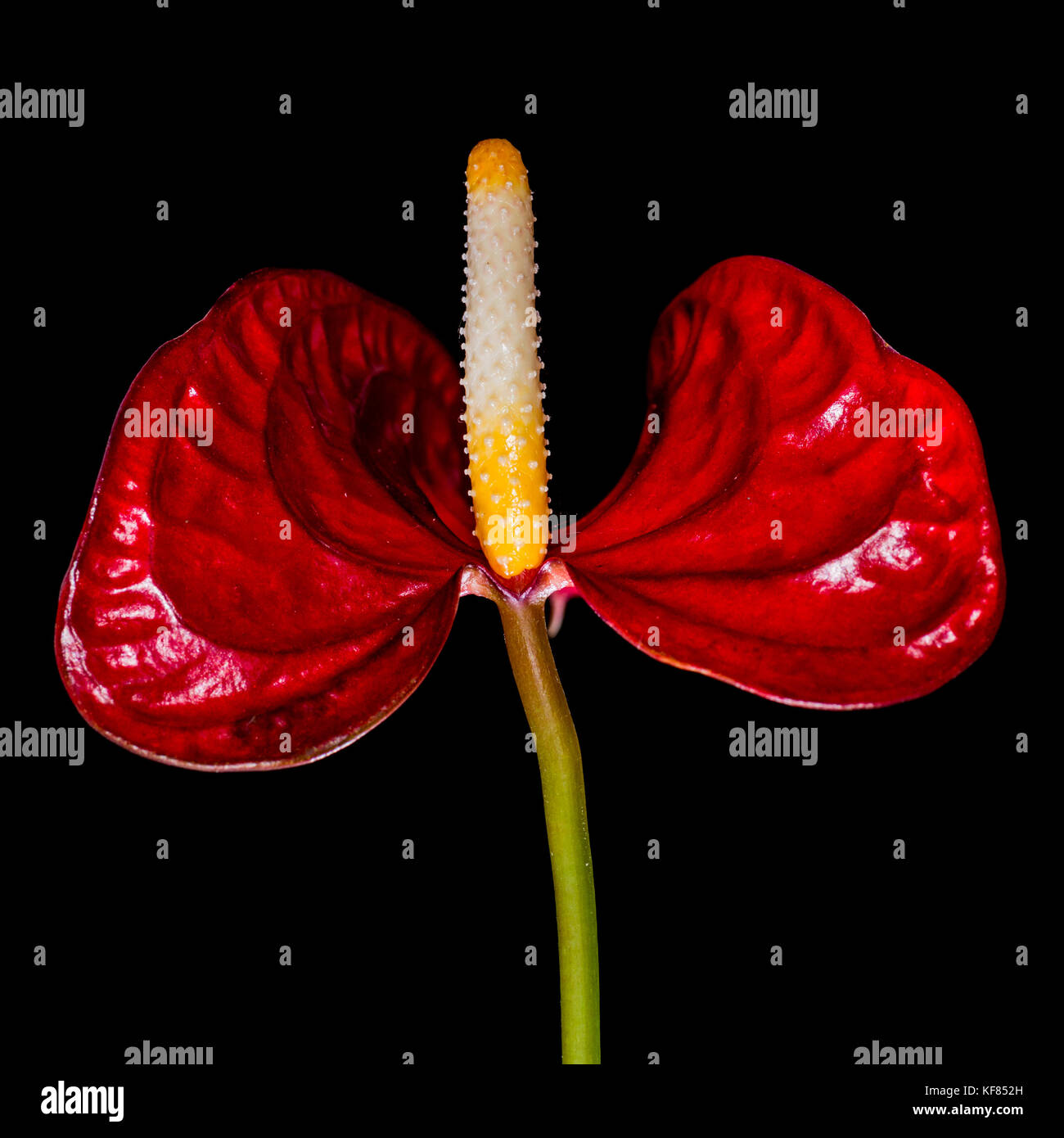 A macro shot of a anthurium house plant bloom. Stock Photo