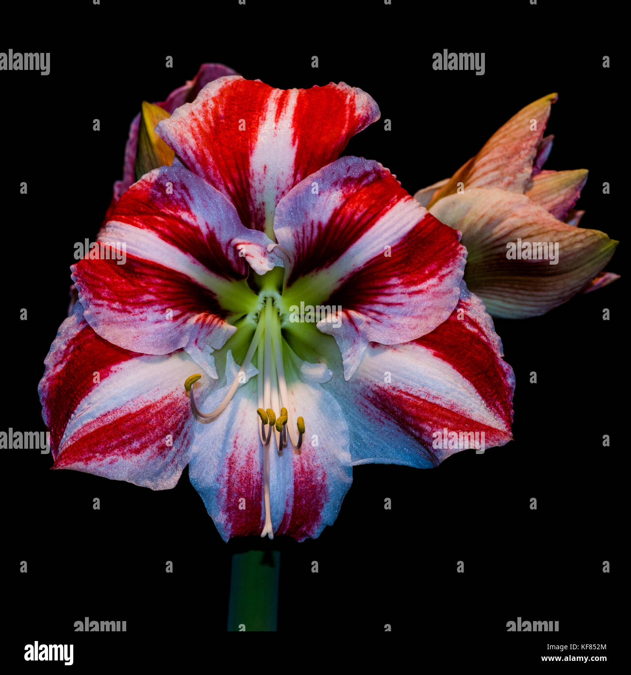 A macro shot of the red and white flower bloom of an amaryllis minerva plant. Stock Photo