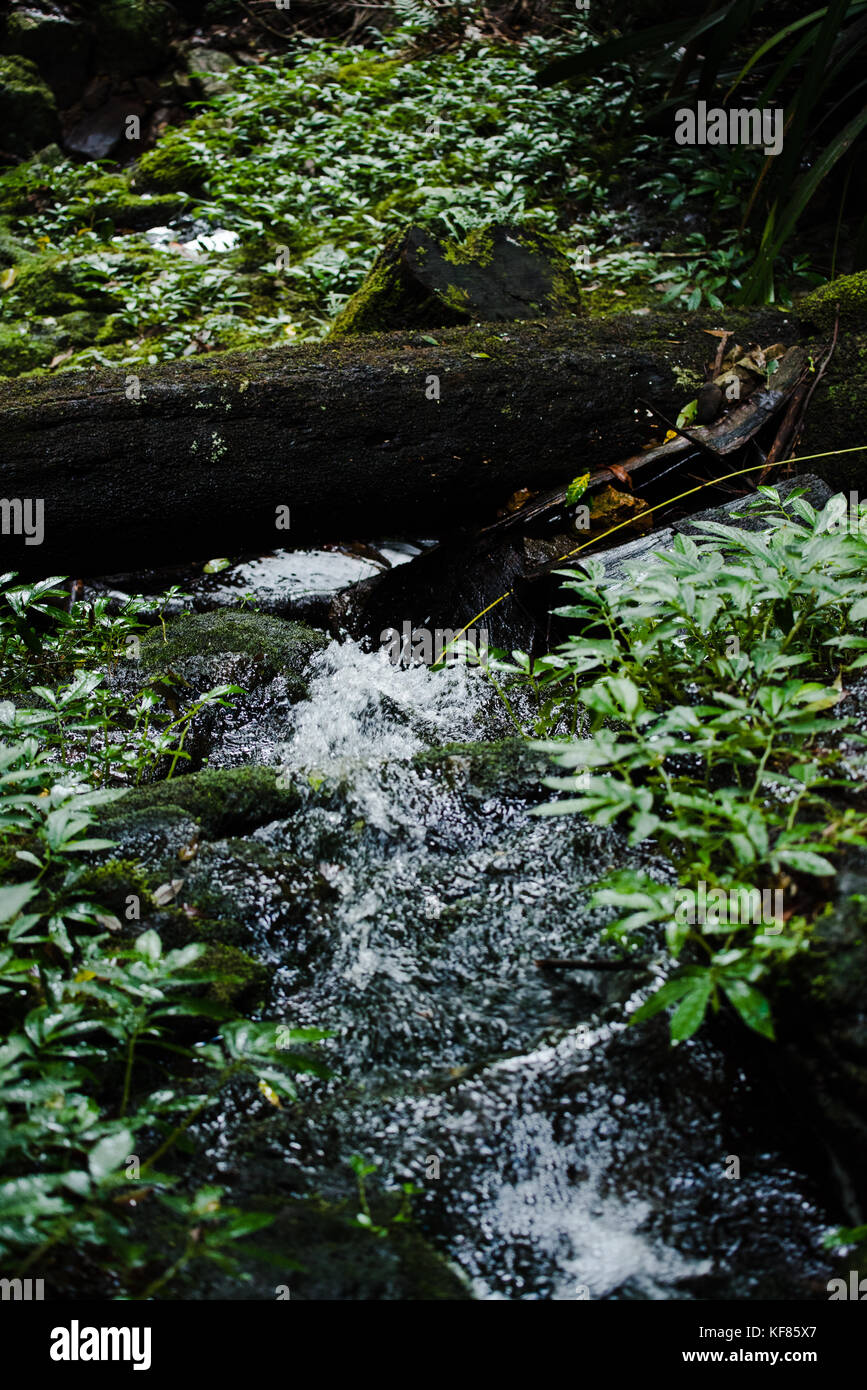 Small stream running through a rainforest in springbrook national park, Queensland. Stock Photo