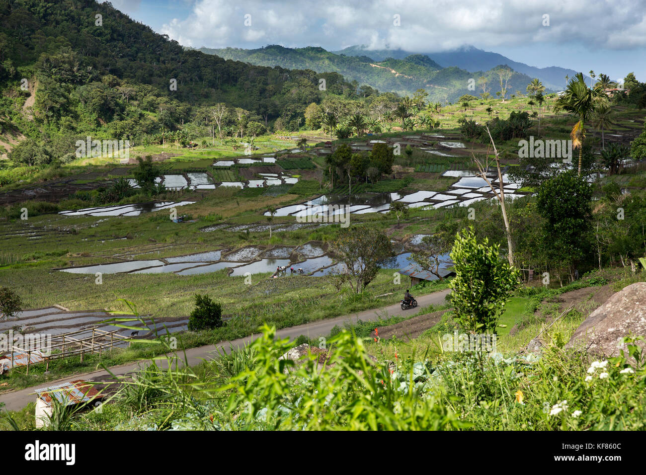 INDONESIA, Flores, a valley filled with planted fields of rice and produce in Waturaka Village Stock Photo