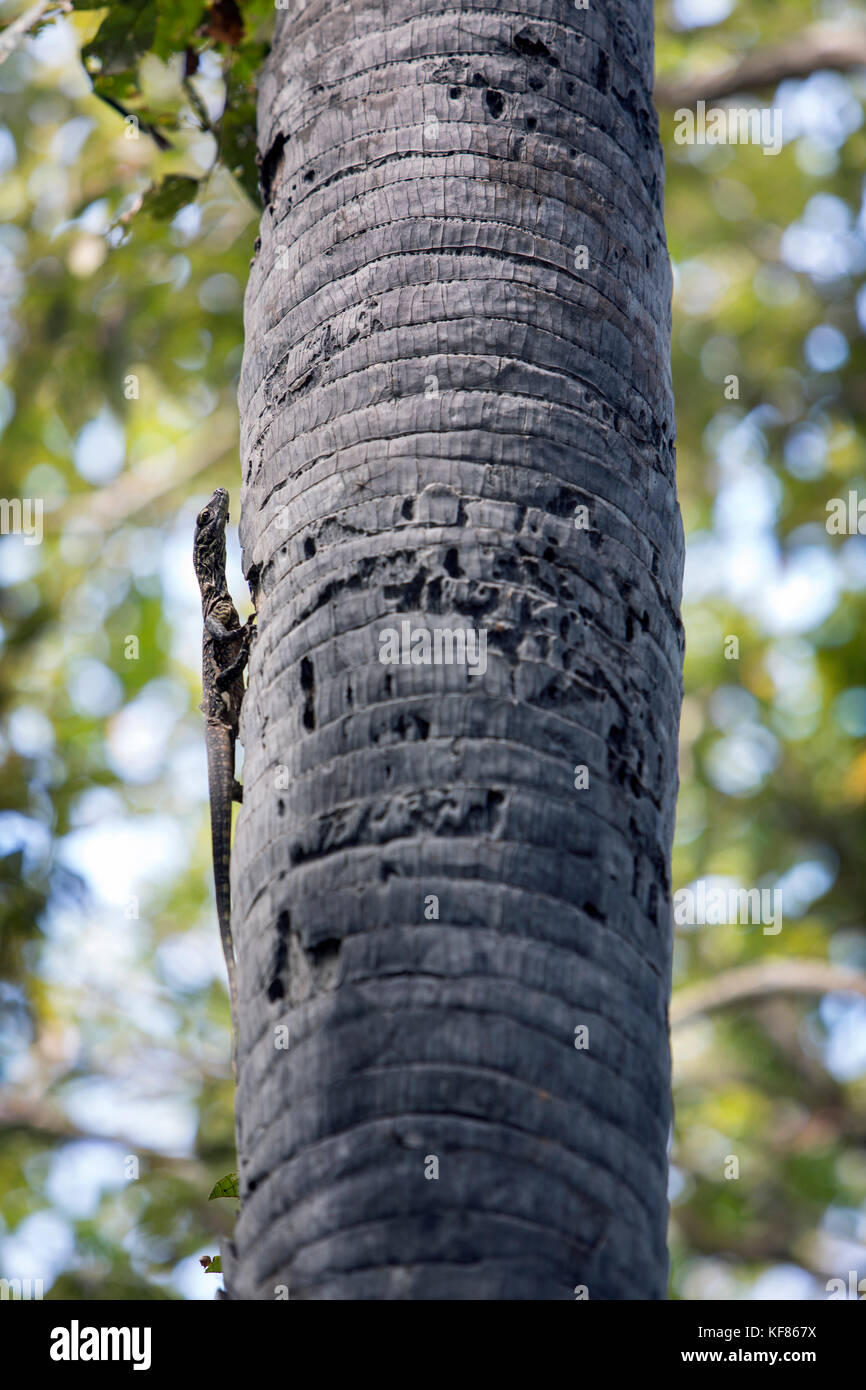 INDONESIA, Flores, Rinca Island, a baby Komodo Dragon climbs a palm ...
