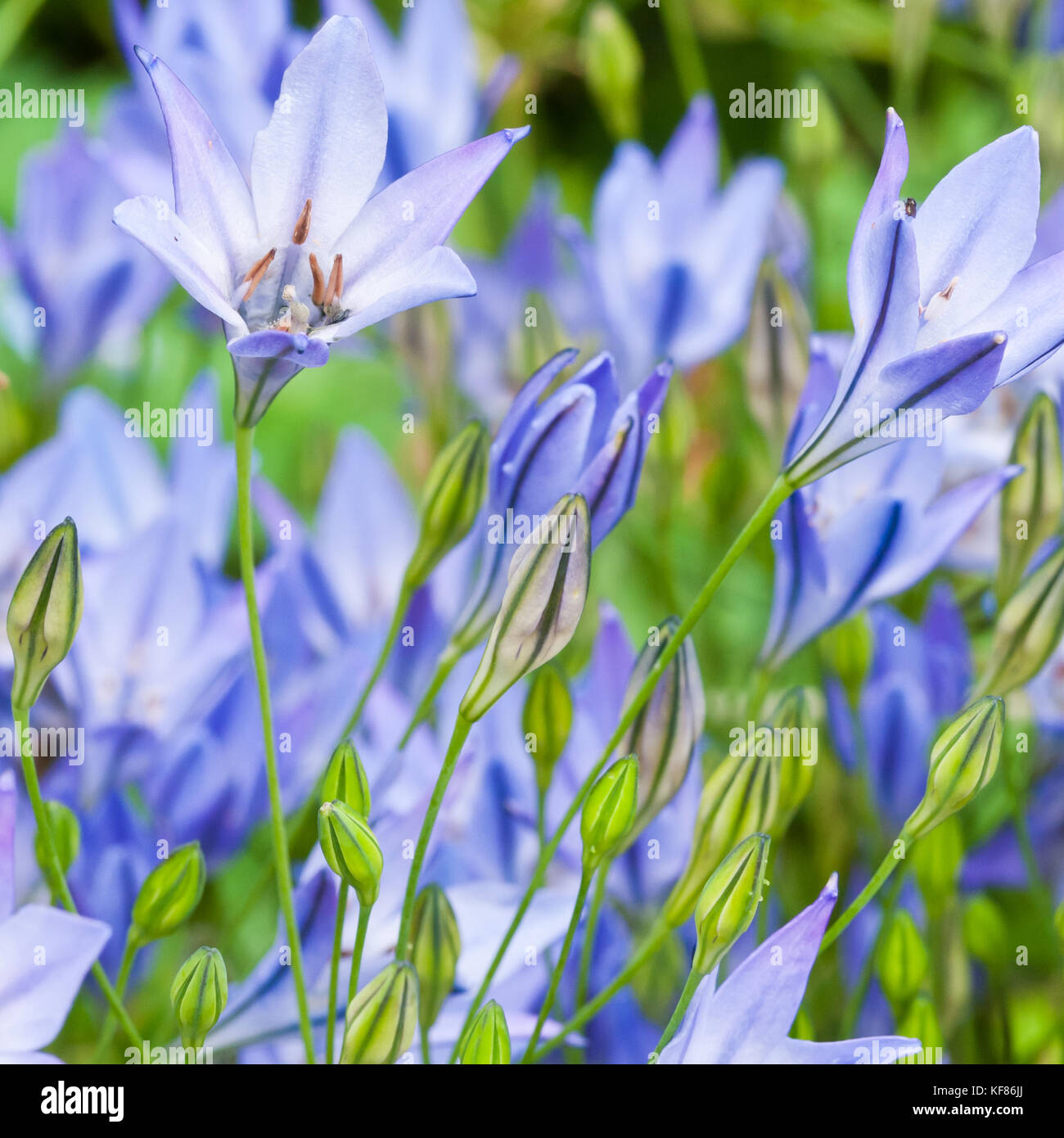 A collection of blue grass nut blooms. Stock Photo