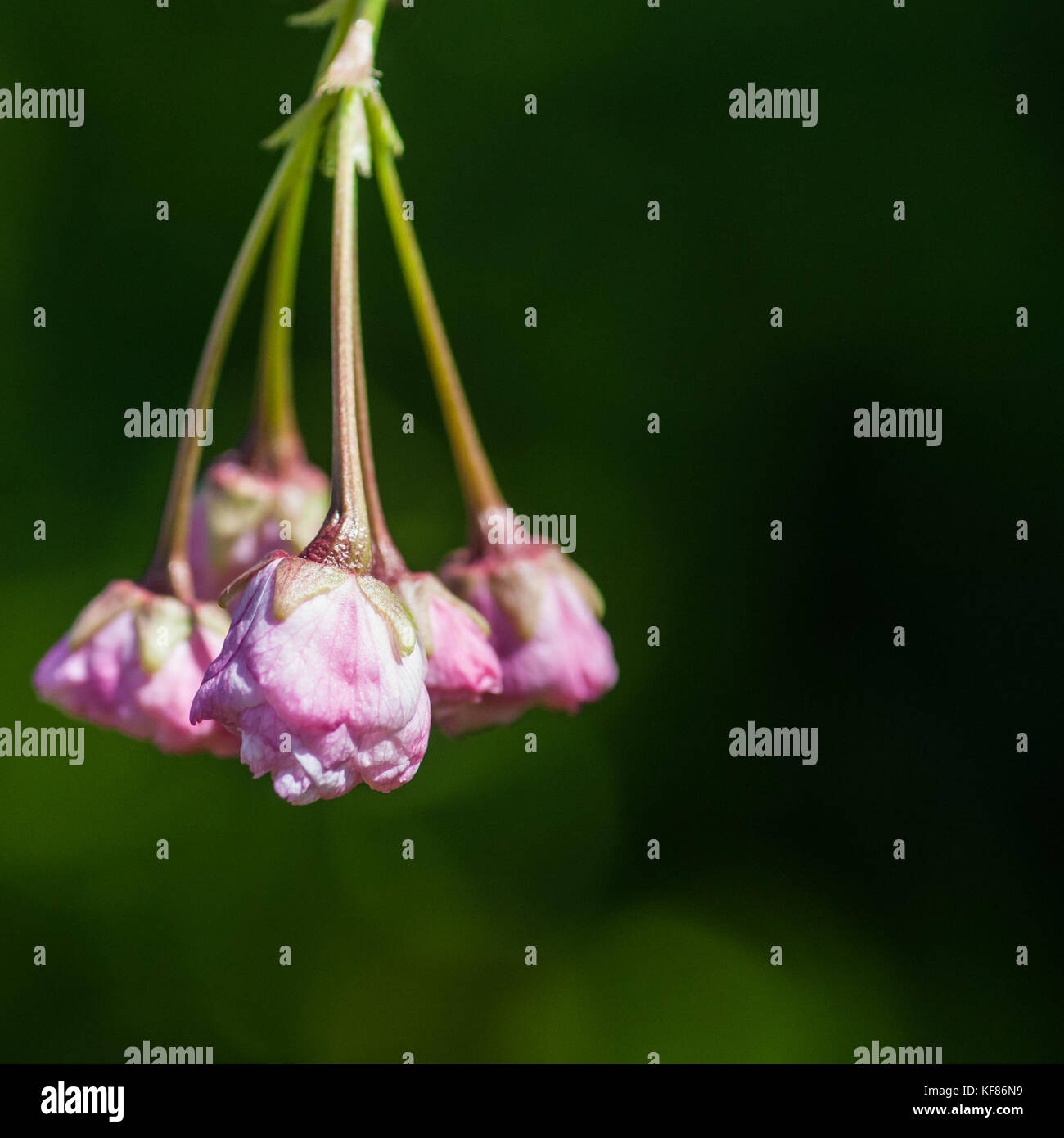 Cherry blossom buds begin their journey into bloom! Stock Photo Alamy