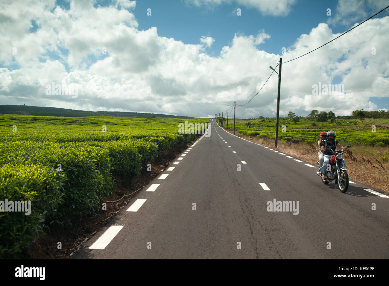 MAURITIUS, a couple on their motorcycle drive through the tea fields of