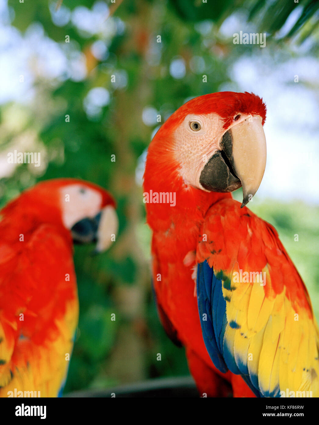 MEXICO, Maya Riviera, close-up of scarlet macaws sitting in a tree, Yucatan Peninsula Stock Photo