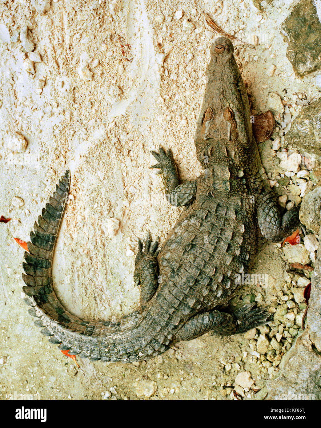 MEXICO, Maya Riviera, elevated view of a crocodile, Yucatan Peninsula Stock Photo
