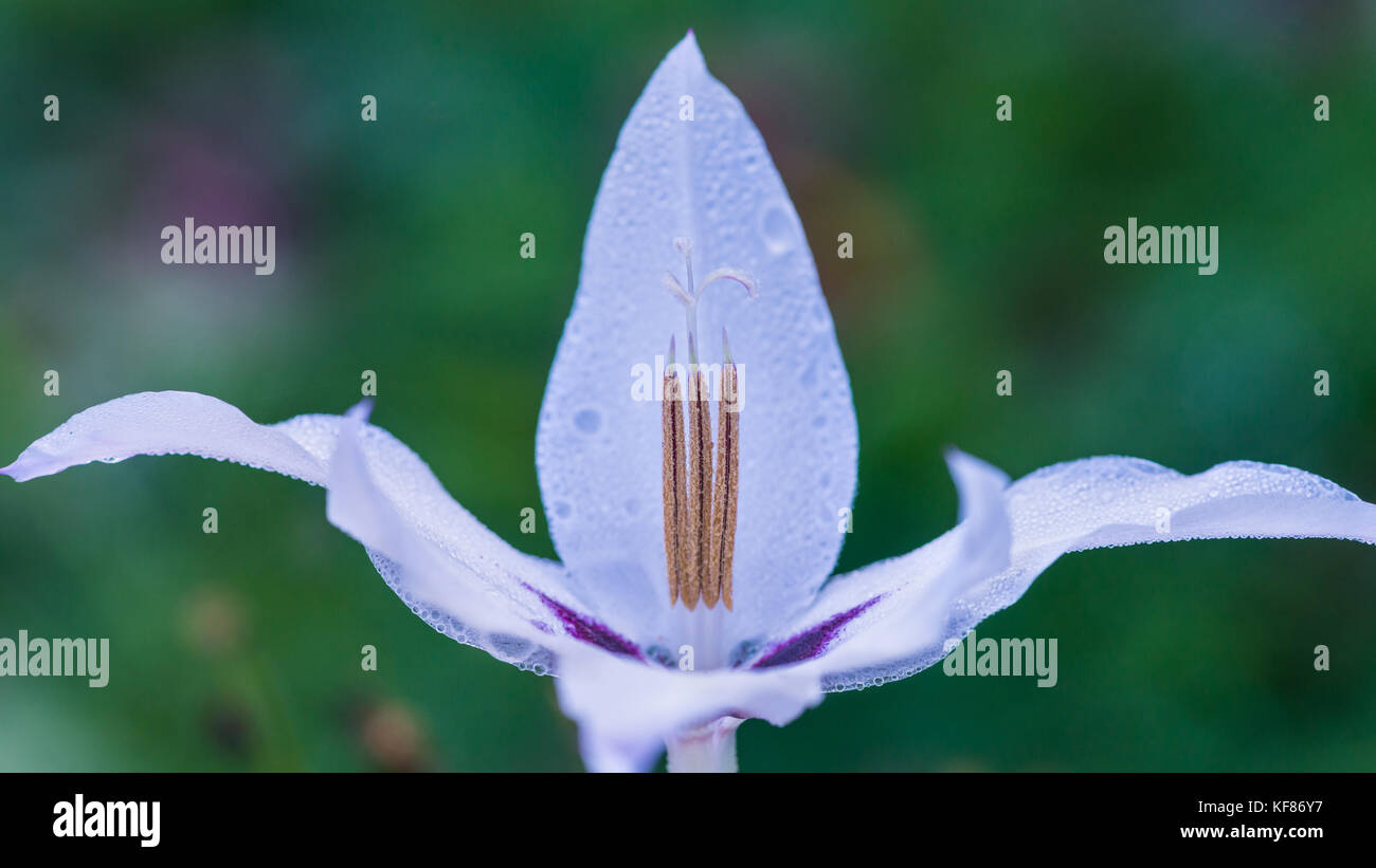 A macro shot of a striking acidanthera bloom. Stock Photo