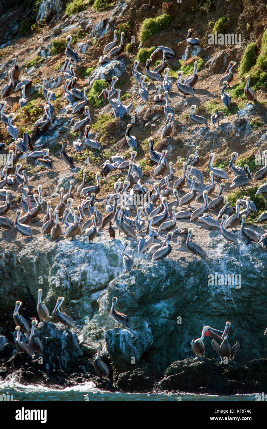 MEXICO, Baja, Magdalena Bay, Pacific Ocean, dozens of pelicans hanging