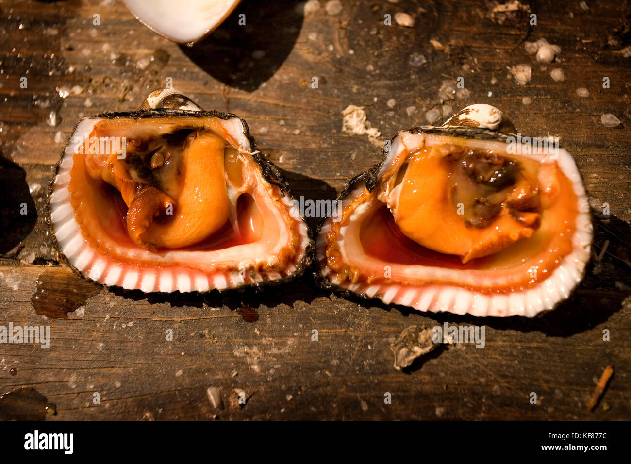 MEXICO, Baja, Magdalena Bay, Pacific Ocean, the inside of a Shellfish ...