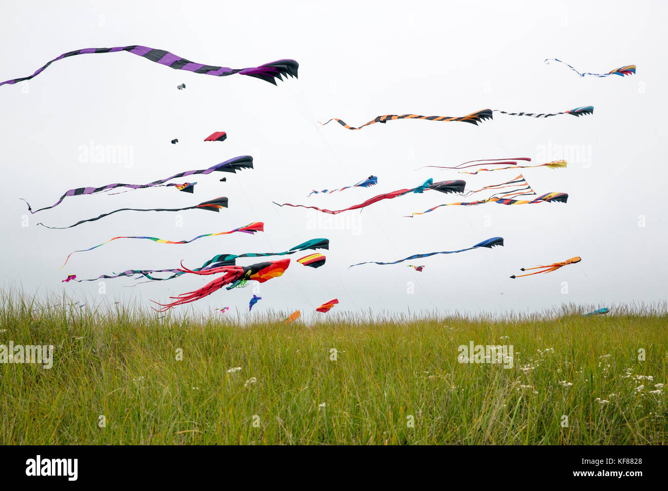 USA, Washington State, Long Beach Peninsula, large kites fly in the
