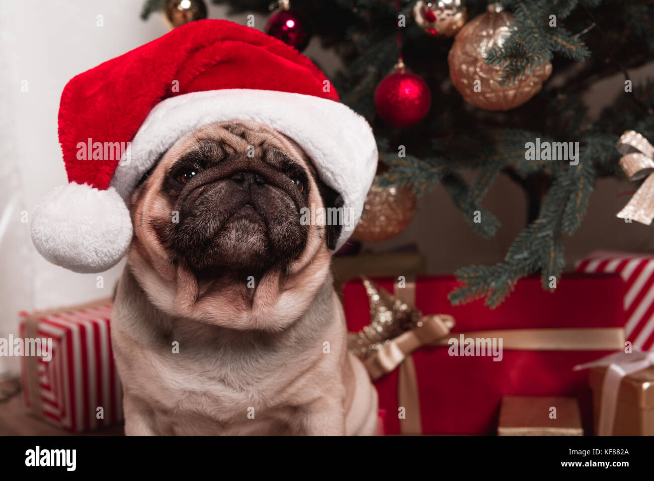 pug sitting under christmas tree Stock Photo - Alamy