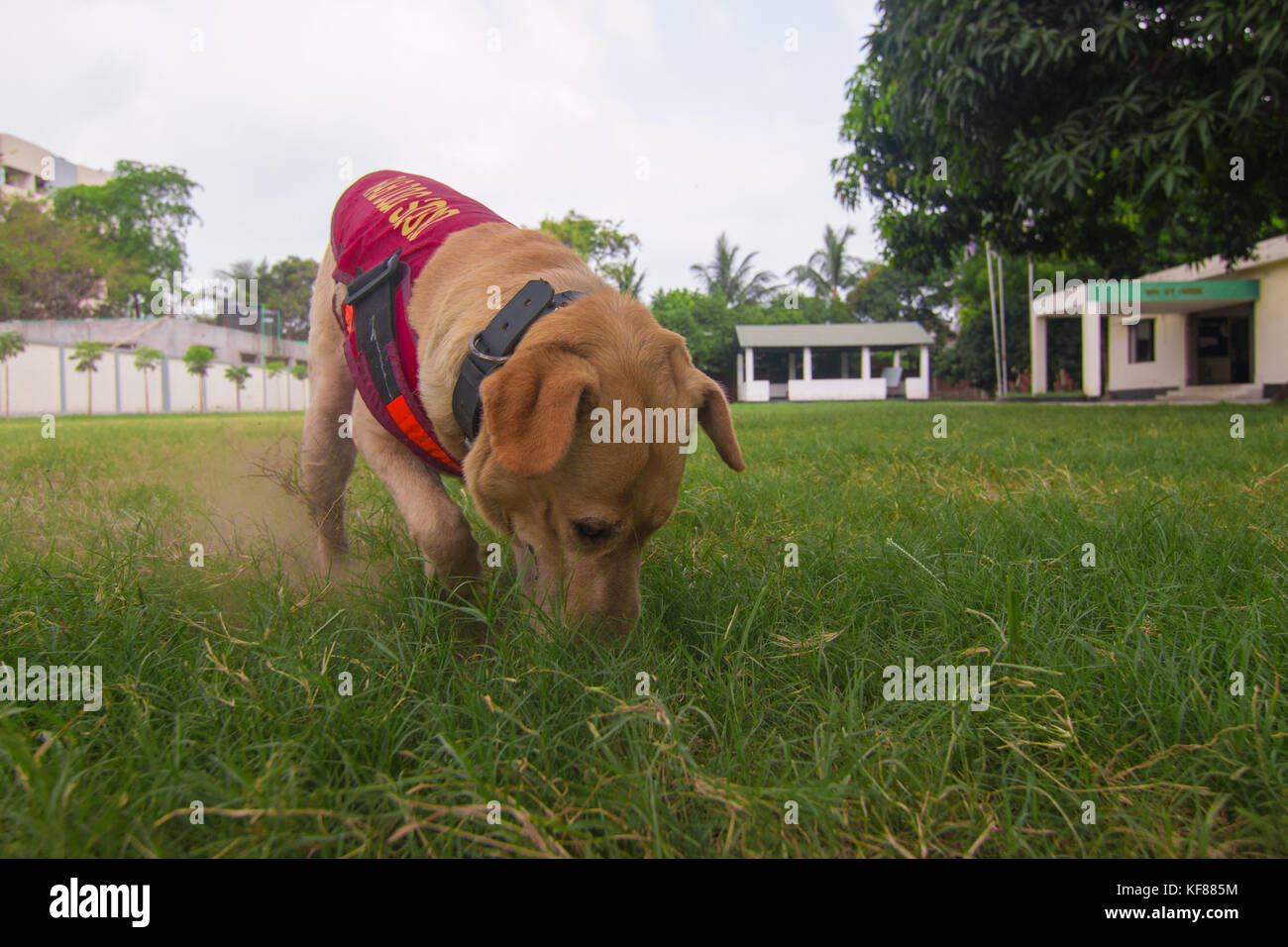 Dog Squad is amazing part for prevent terrorism, drug smuggling, bomb finding, caught terror and many more activities Stock Photo