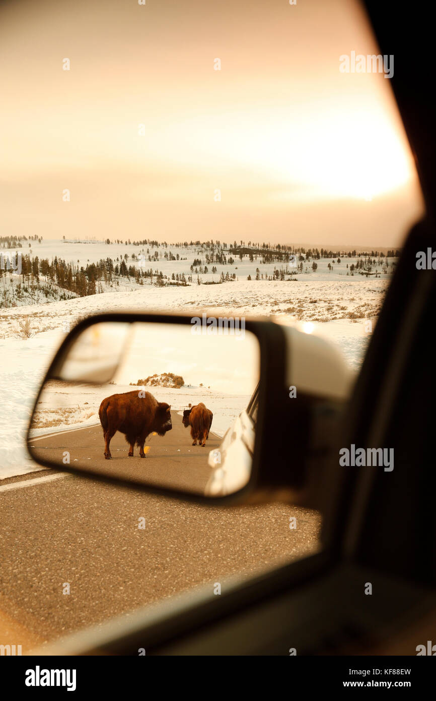 USA, Wyoming, Yellowstone National Park, bison stand in the road
