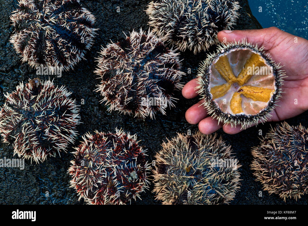 sea urchins, Mauritius Stock Photo