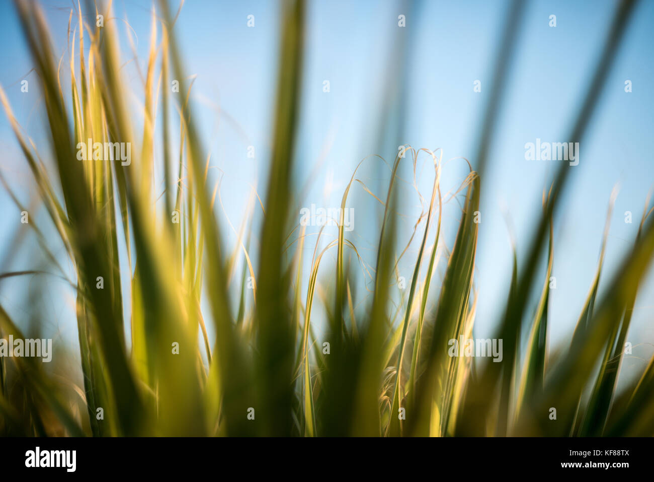 Palm tree leaves close-up with blue sky background Stock Photo - Alamy