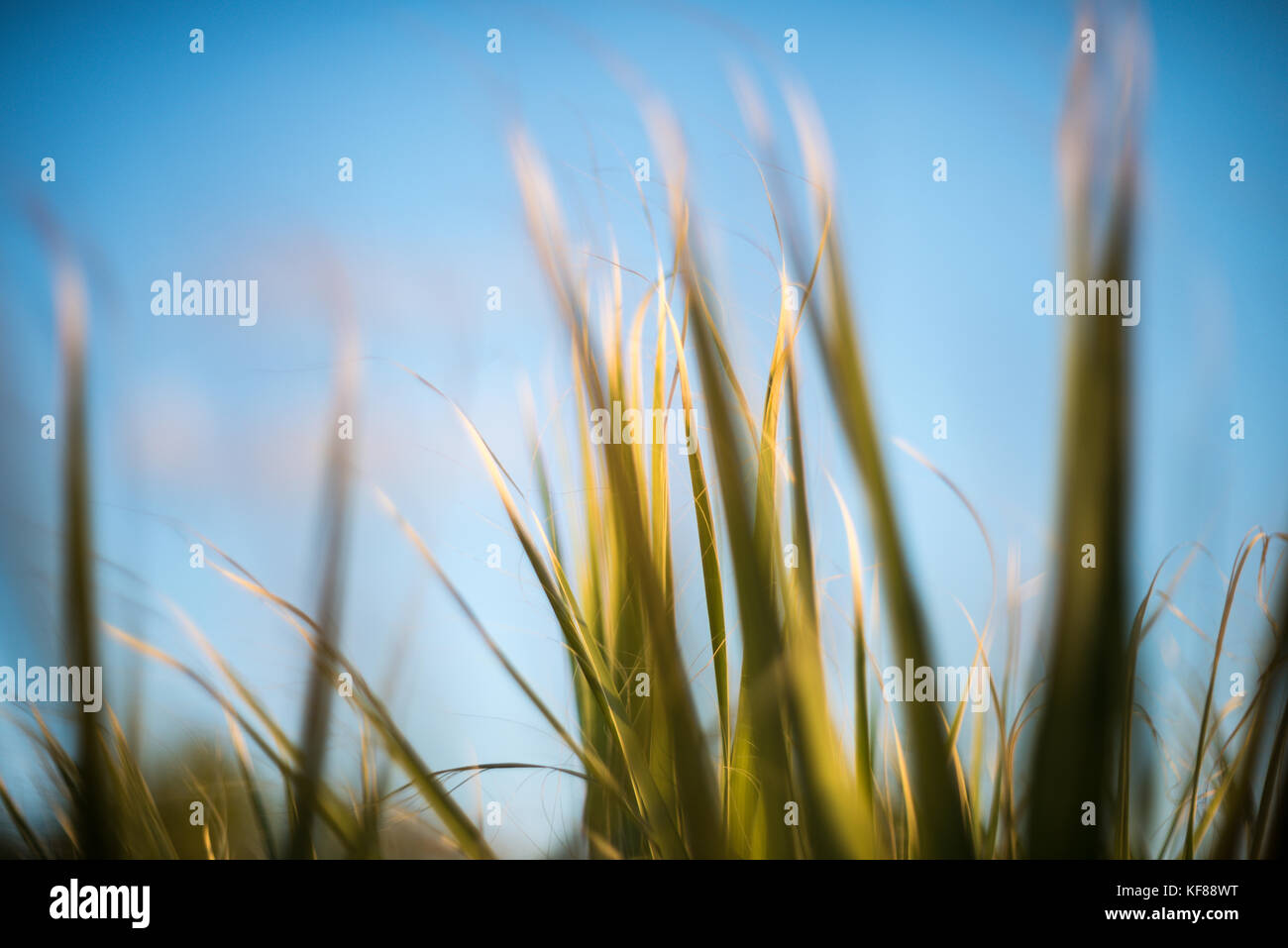 Palm tree leaves close-up with blue sky background Stock Photo - Alamy