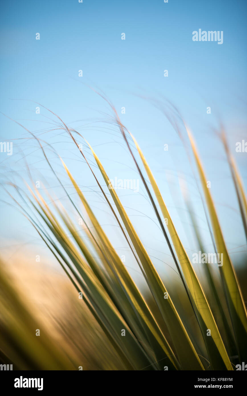 Palm tree leaves close-up with blue sky background Stock Photo - Alamy