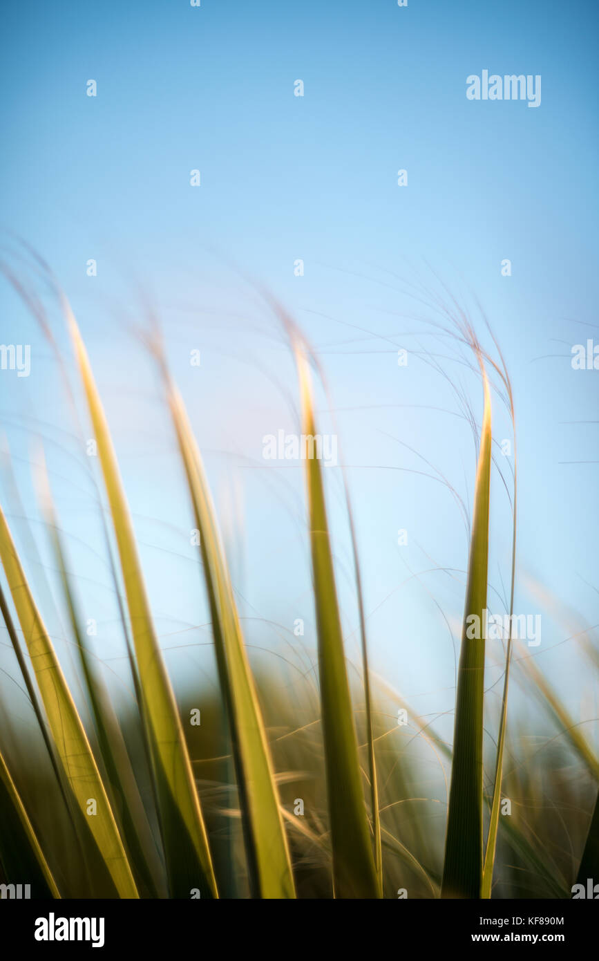 Palm tree leaves close-up with blue sky background Stock Photo - Alamy
