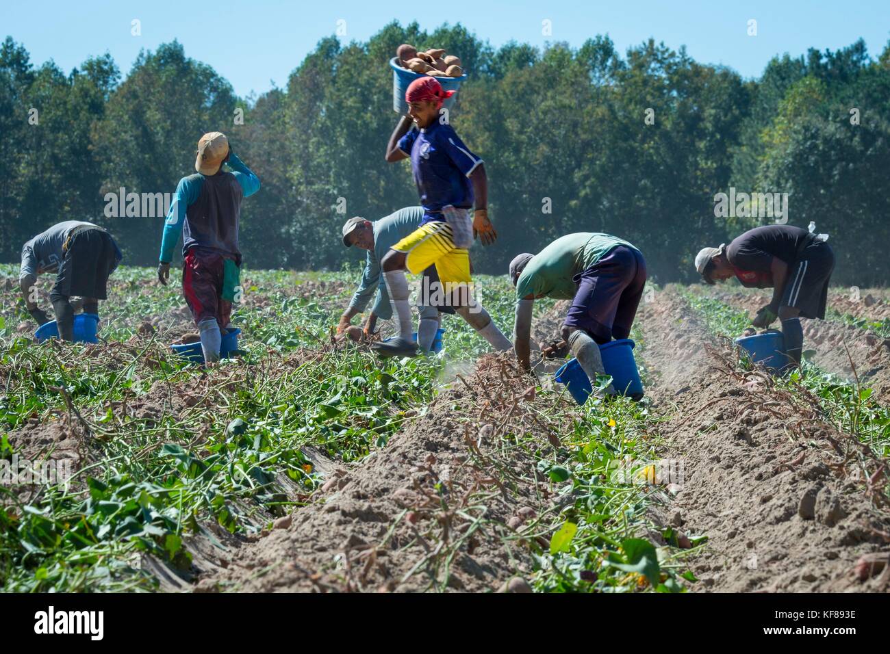 Farm hands harvest the sweet potato crop at Scott Family Farms