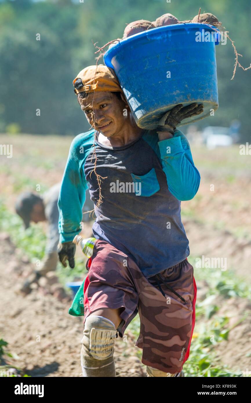 Farm hands harvest the sweet potato crop at Scott Family Farms