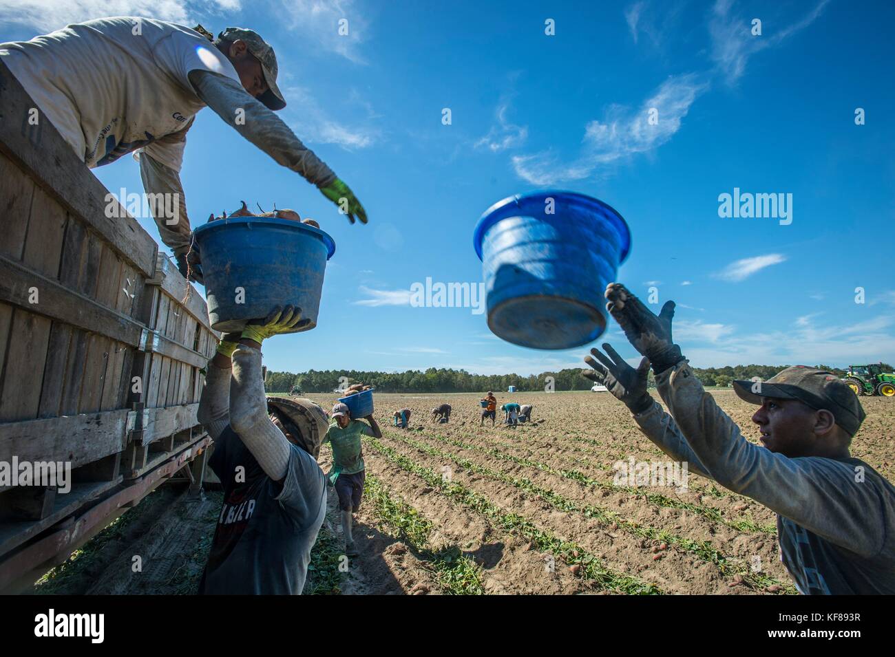 Farm hands harvest the sweet potato crop at Scott Family Farms
