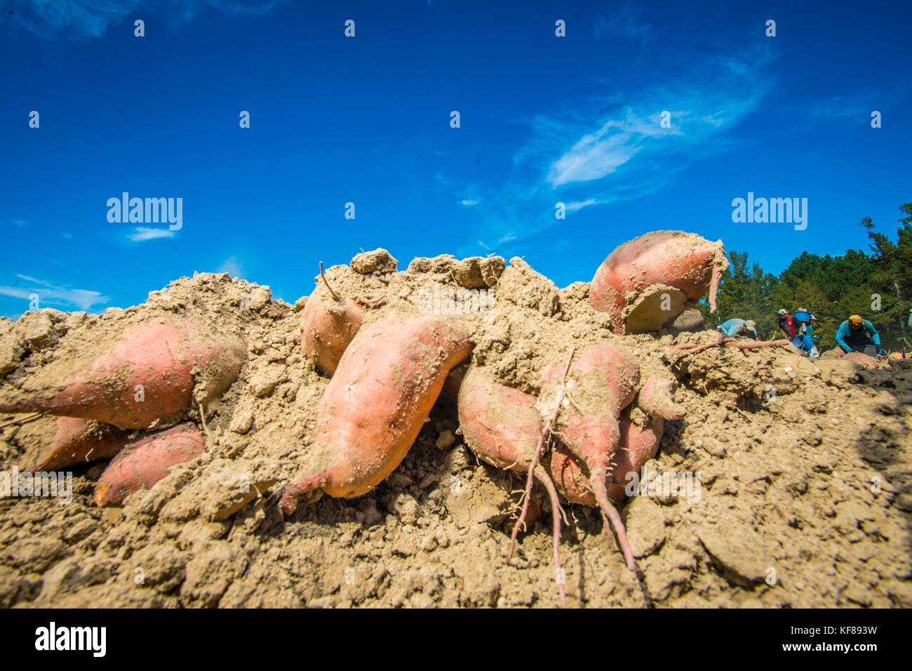 Farm hands harvest the sweet potato crop at Scott Family Farms