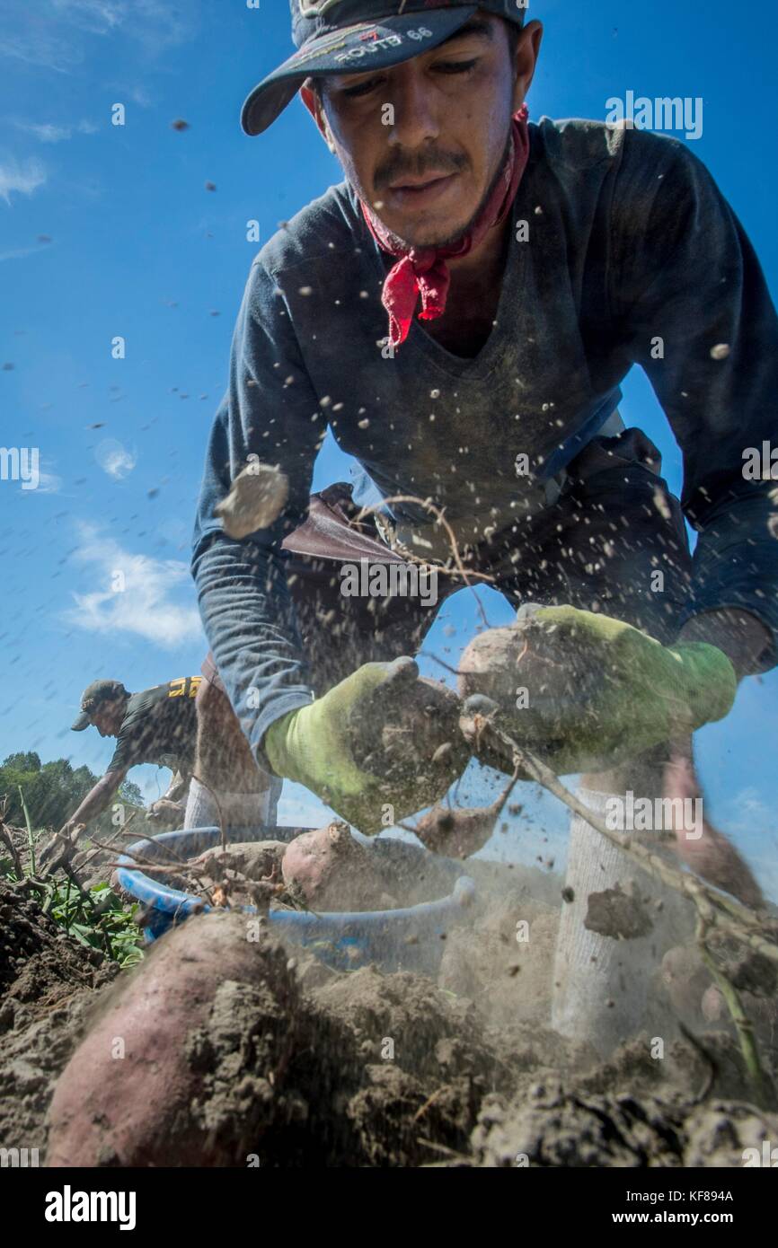 Farm hands harvest the sweet potato crop at Scott Family Farms