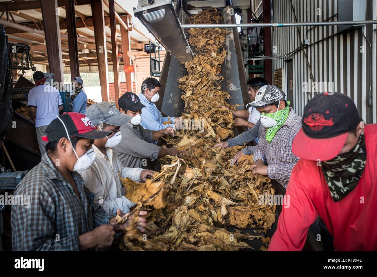 Farm hands process cured tobacco leaves at Scott Family Farms
